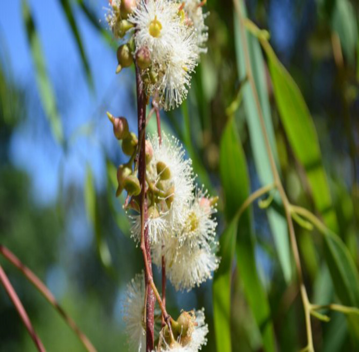 Eucalyptus camaldulensis Dehnhardt