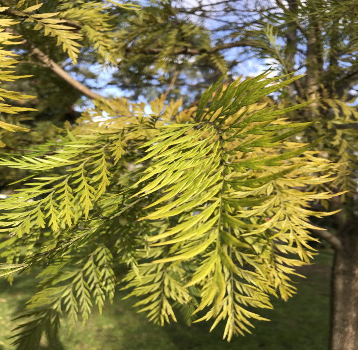 Grevillea robusta A. Cunn. ex R. Br.