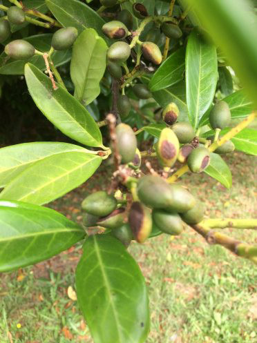 Prunus laurocerasus L.