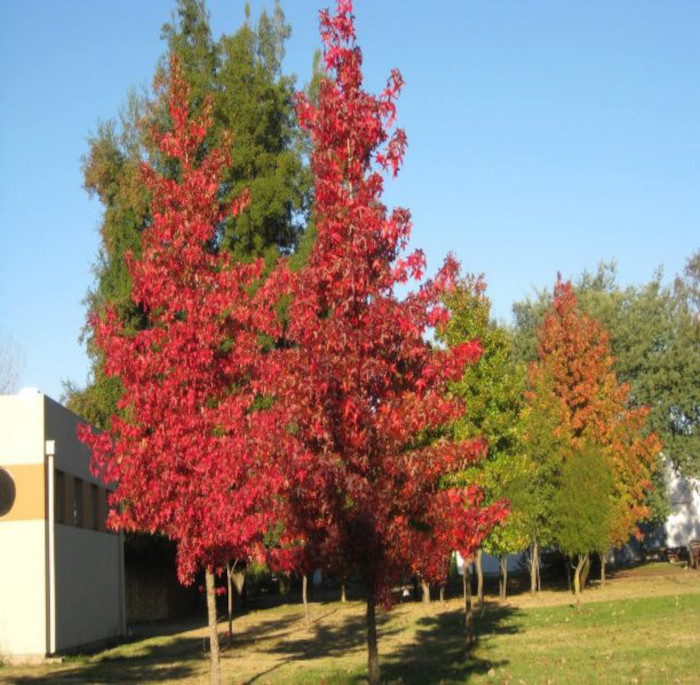 Liquidambar styraciflua L.