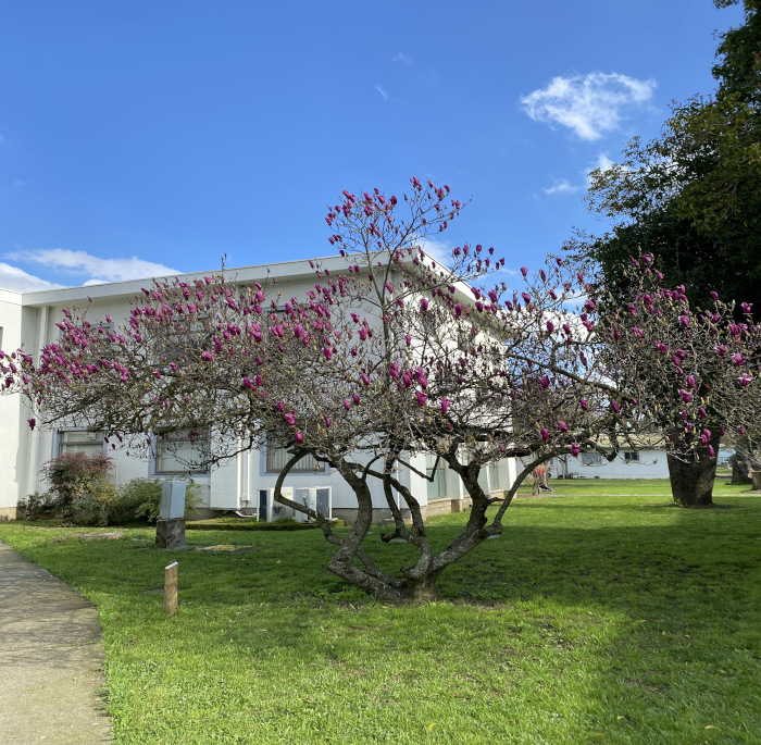 Magnolia x soulangeana