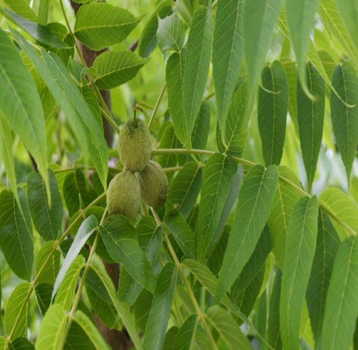 Juglans nigra L.