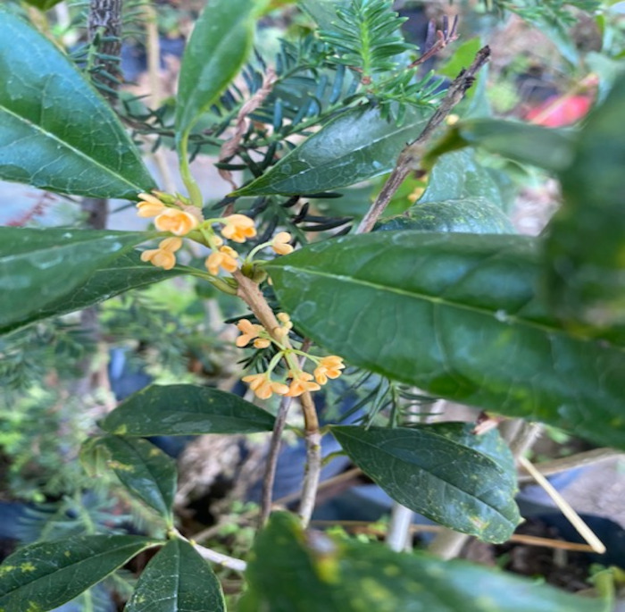 Osmanthus fragrans (Thunb.) Lour.