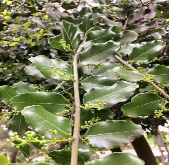 Cryptocarya alba (Molina) Looser