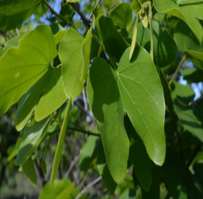 Bauhinia forficata Link