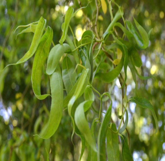 Salix matsudana Koidz.