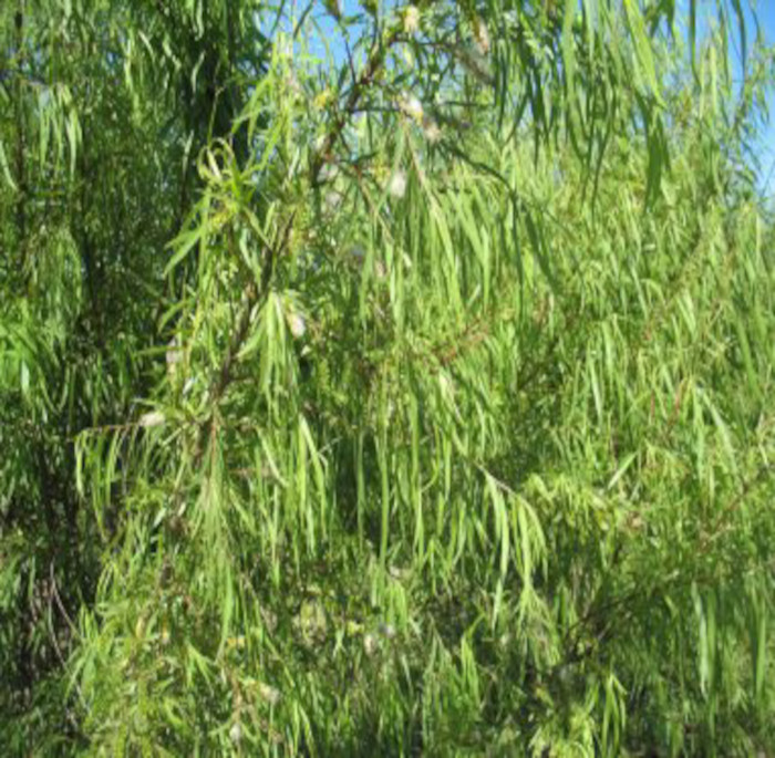 Salix humboldtiana L.