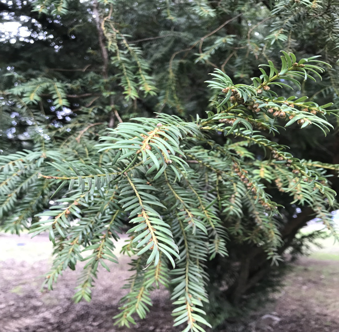 Taxus baccata L.