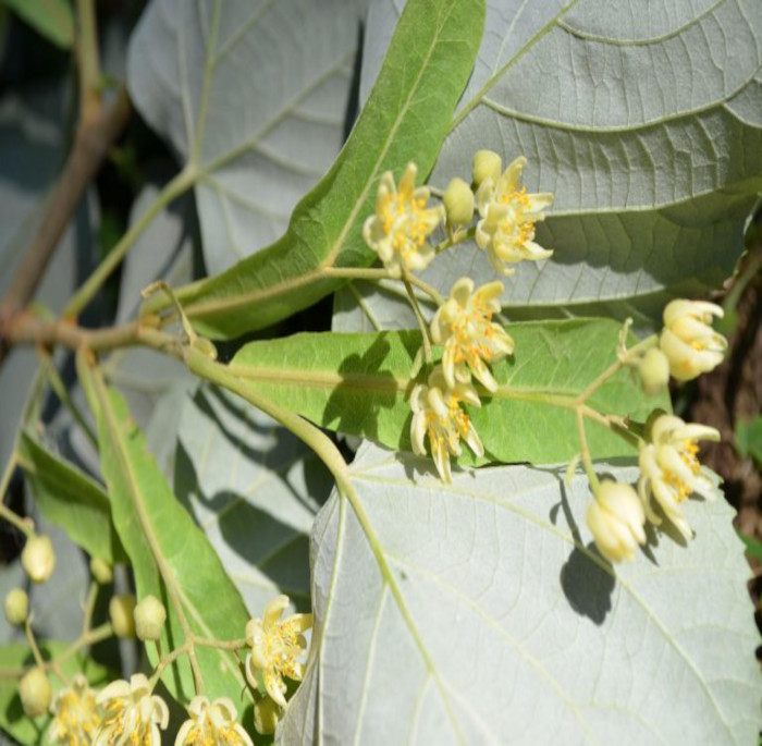 Tilia tomentosa Moench