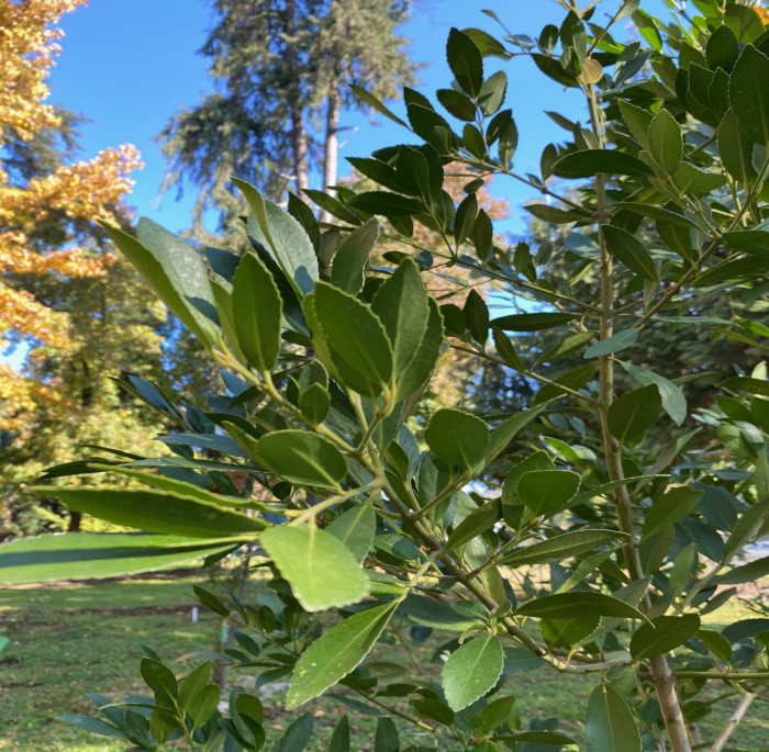 Laurelia sempervirens (R. et P.) Tul.