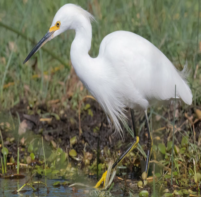 Egretta thula