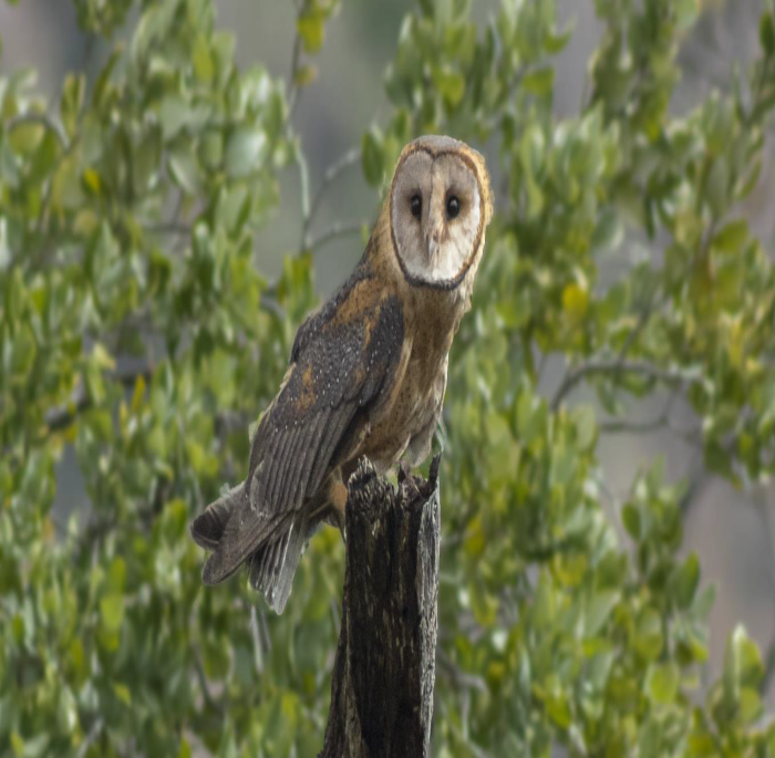 Tyto alba