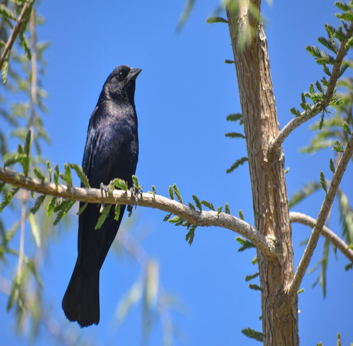 Molothrus bonaeriensis