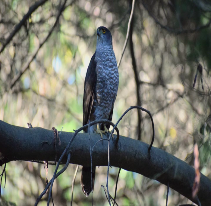 Accipiter bicolor