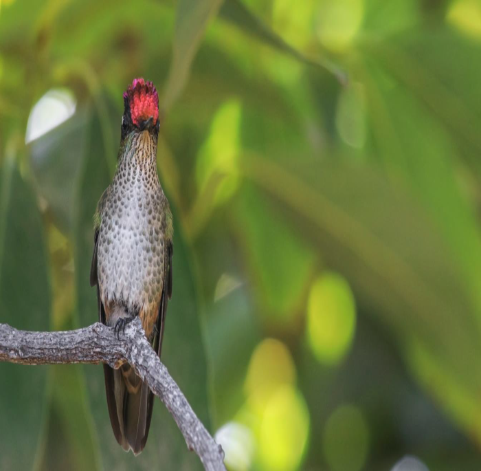 Sephanoides sephanoides