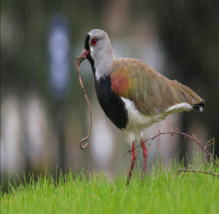 Vanellus chilensis