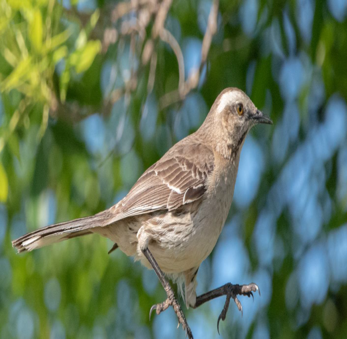 Mimus thenca