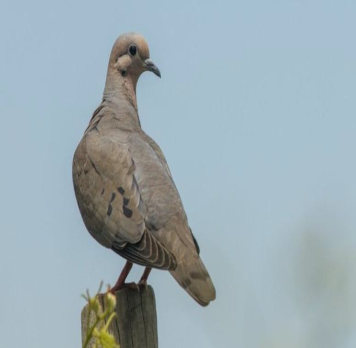 Zenaida auriculata