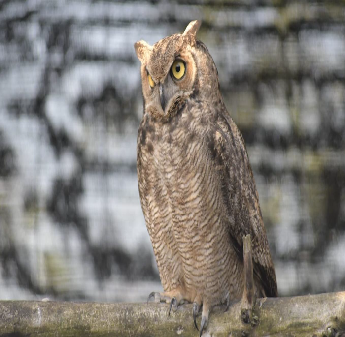 Bubo Magellanicus