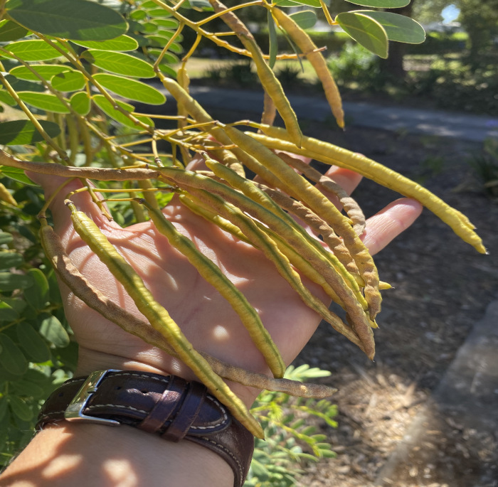 Senna candolleana