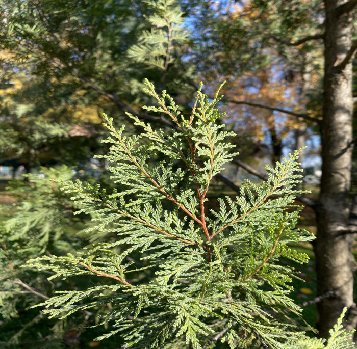 Austrocedrus chilensis (D.Don)